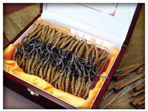 鄂托克冬虫夏草回收